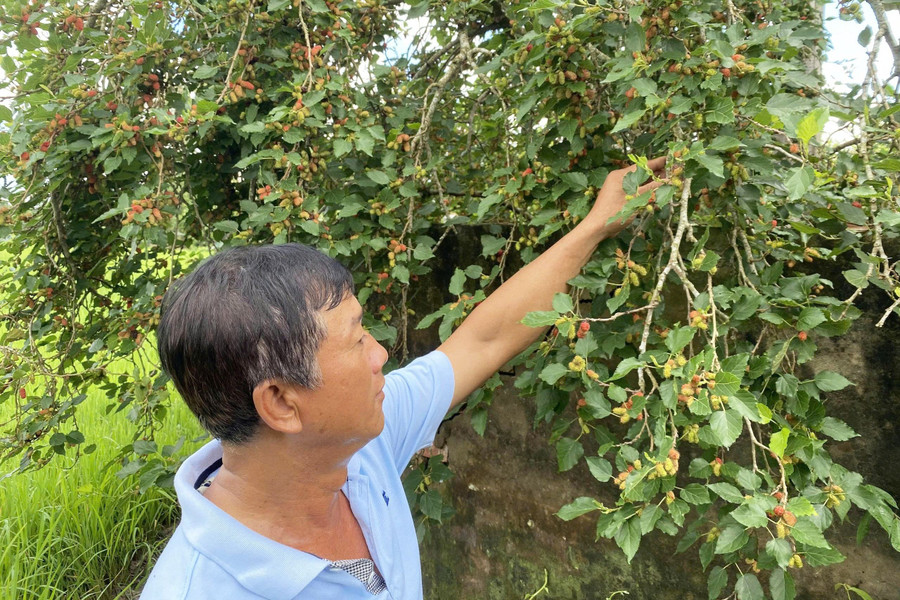 Đời sống hộ nghèo vùng Bảy Núi từng bước cải thiện nhờ các chính sách, mô hình giảm nghèo. Ảnh: Hoàng Lê.