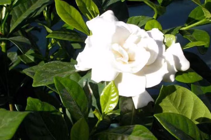 Hạt dành dành làm thuốc