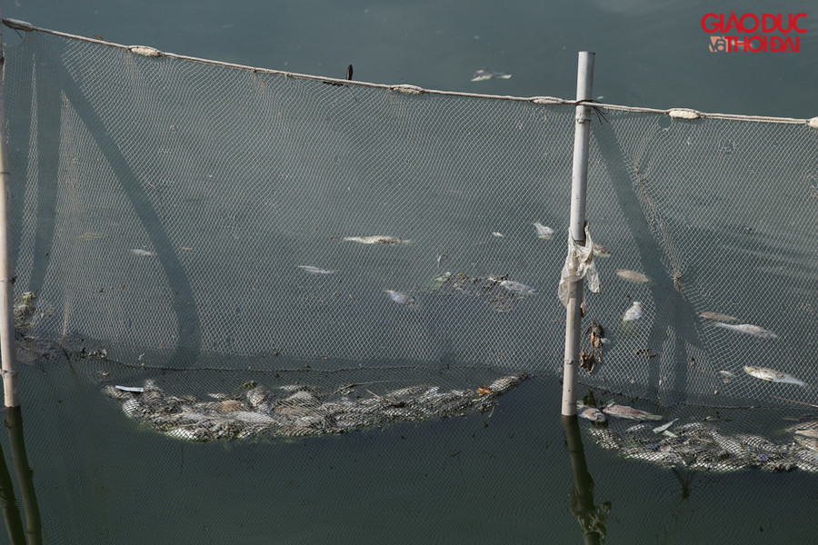 Giữa 2 hồ tại công viên Yên Sở được đặt lưới để cá chết không trôi sang bên hồ bên cạnh