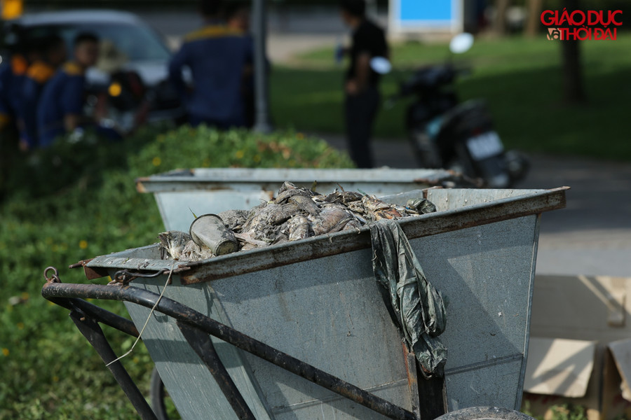 Công nhân vệ sinh môi trường đã phải thu gom rất nhiều cá chết nổi trên mặt hồ. Tính đến thời điểm hiện tại vẫn còn cá nổi chưa vớt hết.