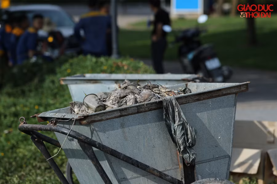 Công nhân vệ sinh môi trường đã phải thu gom rất nhiều cá chết nổi trên mặt hồ. Tính đến thời điểm hiện tại vẫn còn cá nổi chưa vớt hết.