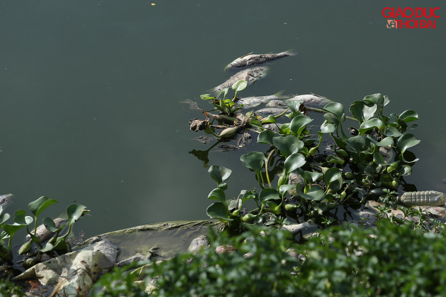 Cá chết nhiều khiến khu vực ven hồ mùi trở nên rất khó chịu.