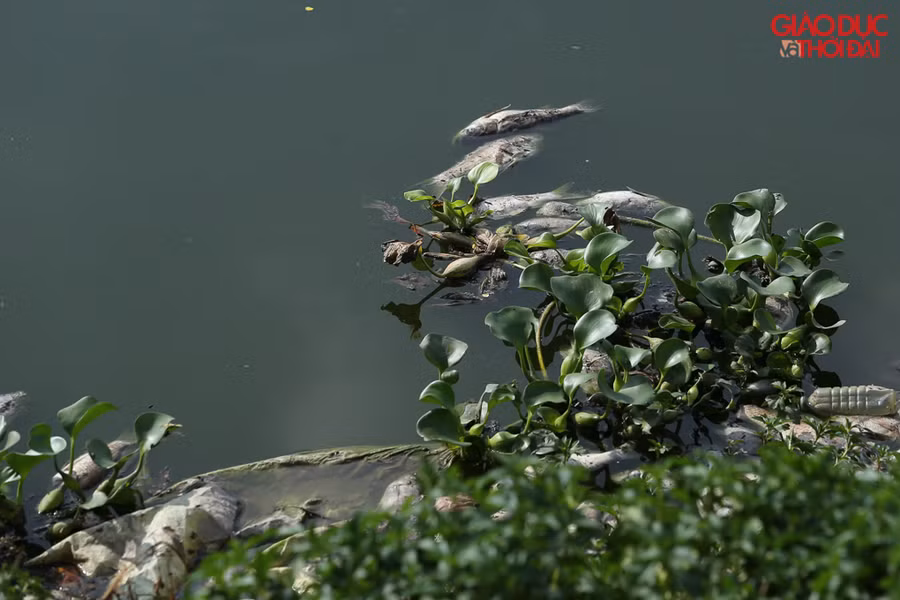 Cá chết nhiều khiến khu vực ven hồ mùi trở nên rất khó chịu.