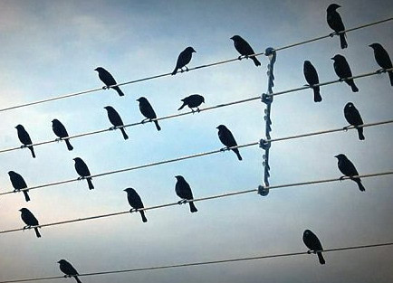 Chim đậu trên dây điện.. tạo thành bản nhạc