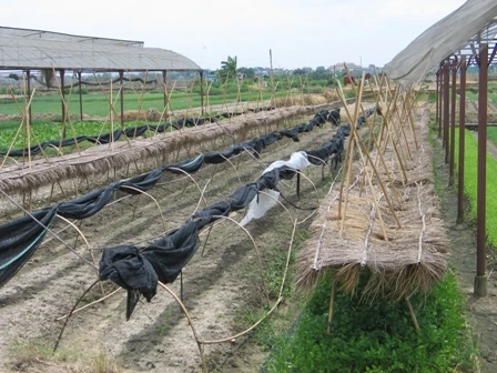 Triển khai kế hoạch sản xuất vụ đông 2009 các tỉnh phía Bắc