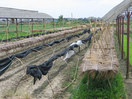 Triển khai kế hoạch sản xuất vụ đông 2009 các tỉnh phía Bắc