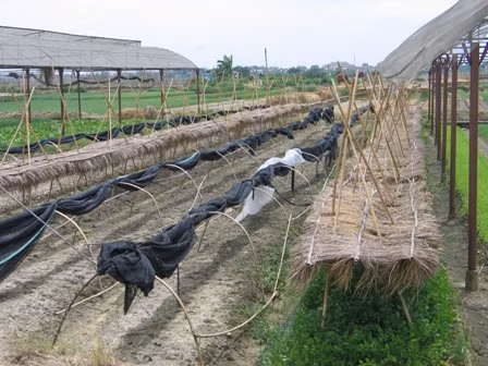 Triển khai kế hoạch sản xuất vụ đông 2009 các tỉnh phía Bắc