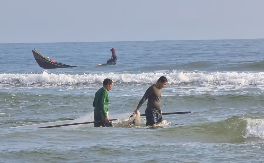 Ngư dân Quảng Trị dùng lưới đi dọc bờ biển để đánh bắt ruốc. Việc đánh bắt cũng có thể thực hiện bằng thuyền.