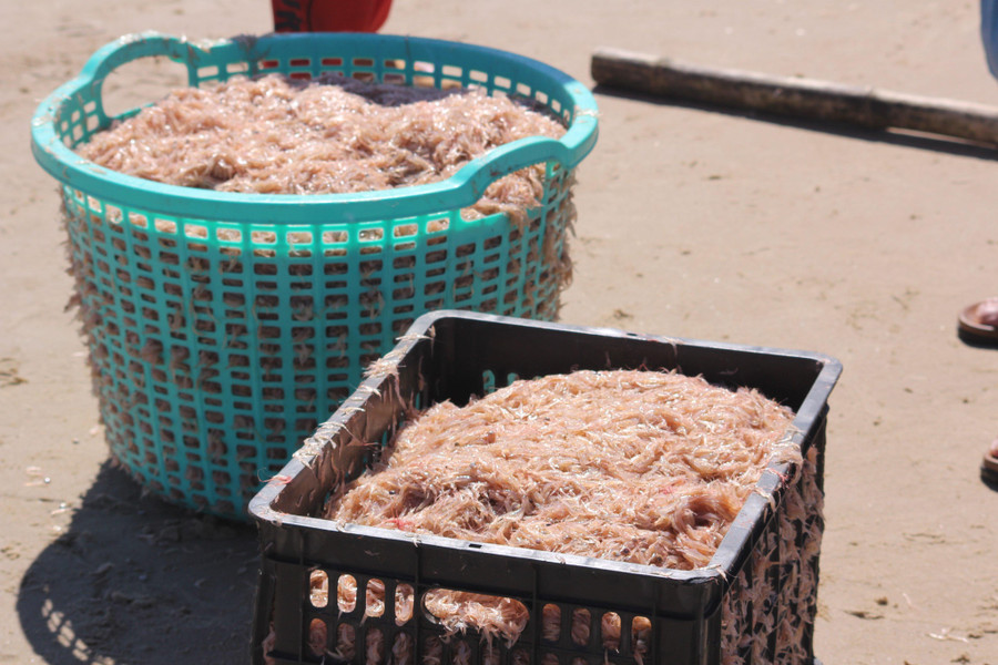 Ruốc sau khi đánh bắt được thương lái đến thu mua tại bờ với giá từ 6.000 -7.000 đồng/kg tươi, 50.000 – 80.000 đồng/kg ruốc khô.