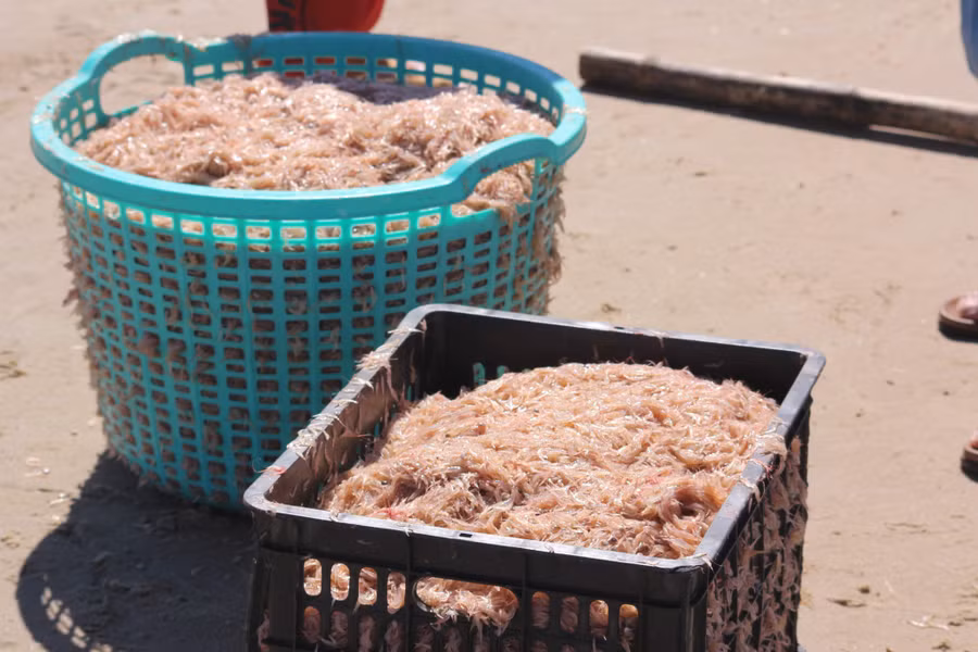 Ruốc sau khi đánh bắt được thương lái đến thu mua tại bờ với giá từ 6.000 -7.000 đồng/kg tươi, 50.000 – 80.000 đồng/kg ruốc khô.