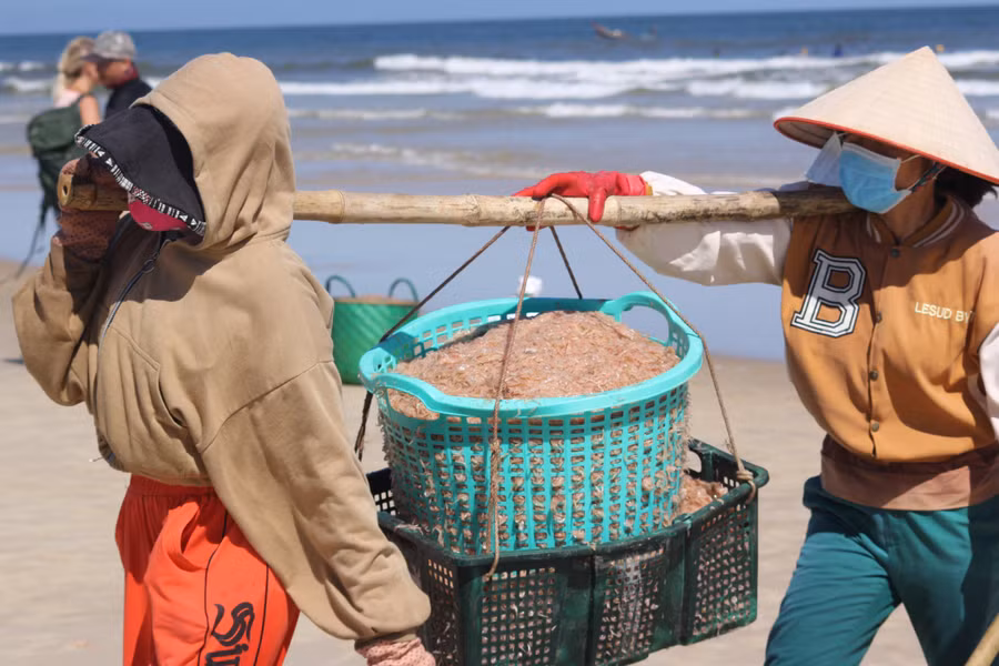 Việc đánh bắt ruốc dịp cuối năm đem lại nguồn thu nhập khá, giúp nhiều gia đình vùng biển có thêm thu nhập.