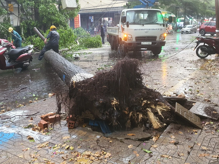 Hiện trường vụ cây đổ đè người phụ nữ (Ảnh: TT).