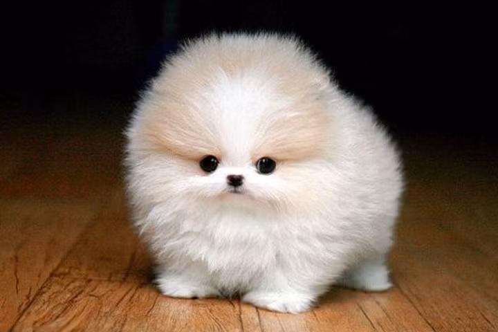 Chiêm ngưỡng 10 con vật đắt nhất hành tinh