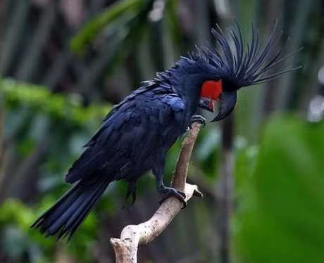 Chiem nguong 10 con vat dat nhat hanh tinh - Anh 5