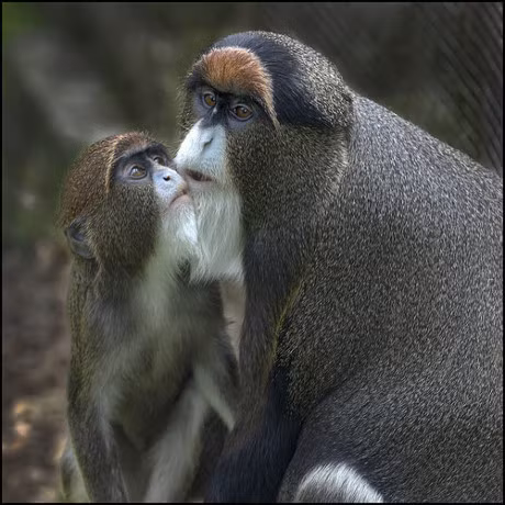 Chiem nguong 10 con vat dat nhat hanh tinh - Anh 4