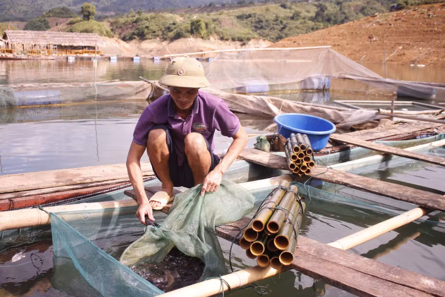 Tận dụng diện tích mặt nước lòng hồ thuỷ điện Lai Châu, người dân xã Mường Mô, huyện Nậm Nhùn phát triển nuôi cá lồng.