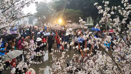 Nghin nguoi doi mua ngam hoa anh dao o Ha Noi - Anh 13
