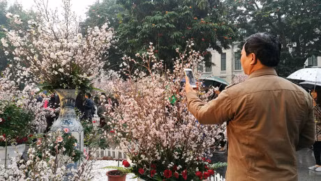 Nghin nguoi doi mua ngam hoa anh dao o Ha Noi - Anh 12