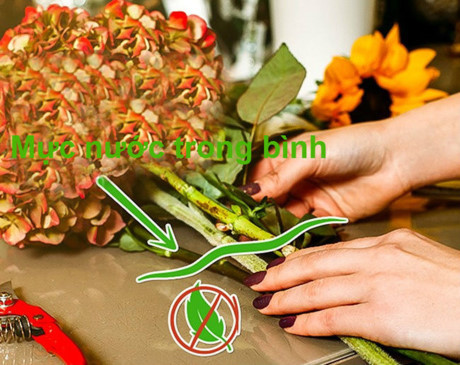 10 mẹo hay giữ hoa tươi lâu chị em nên biết - Ảnh 4 10 meo hay giu hoa tuoi lau chi em nen biet - Anh 4
