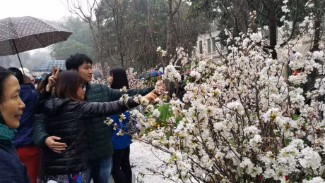 Nghin nguoi doi mua ngam hoa anh dao o Ha Noi - Anh 11