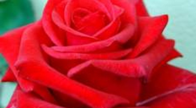 Hoa hồng - Vị thuốc hay