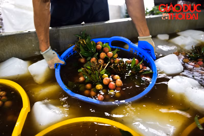 Mỗi mùa làm đá cao điểm kéo dài khoảng 30 -35 ngày