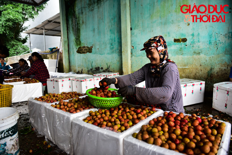 Lý do Lục Ngạn trờ thành nơi tiêu thụ đá lạnh lớn như vậy bởi mỗi năm địa phương thu trung bình khoảng 80 nghìn tấn vải, và cũng ngần đó tấn vải cần đá lạnh để ướp để vận chuyển ra thị trường