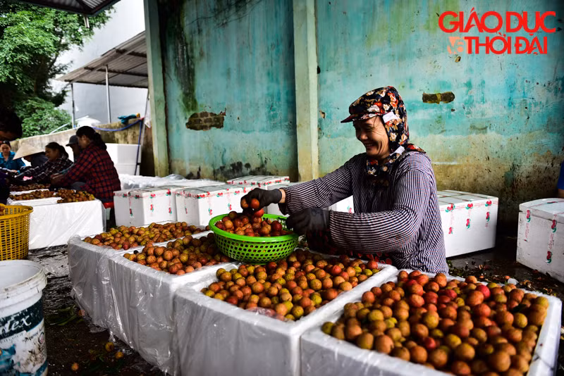 Lý do Lục Ngạn trờ thành nơi tiêu thụ đá lạnh lớn như vậy bởi mỗi năm địa phương thu trung bình khoảng 80 nghìn tấn vải, và cũng ngần đó tấn vải cần đá lạnh để ướp để vận chuyển ra thị trường