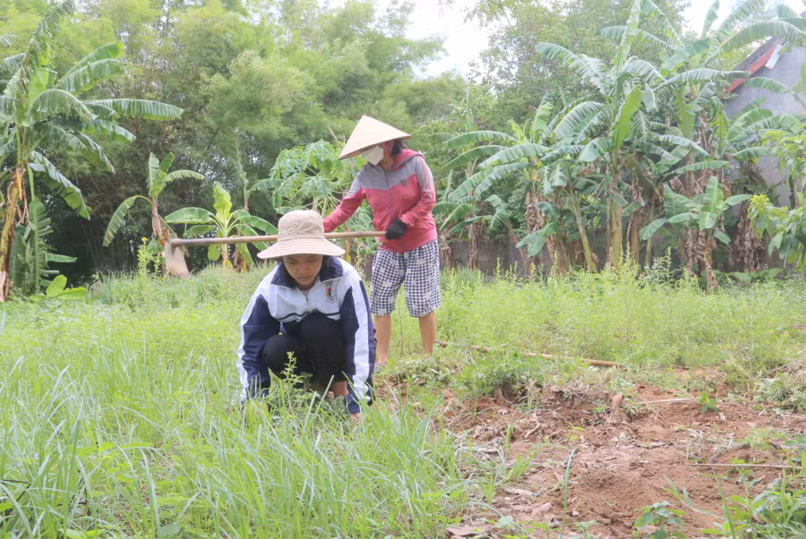 Hai anh chị học xa nhà, Nhàn ở nhà phụ mẹ mọi việc.