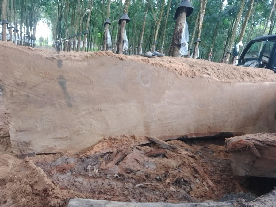 Cây gỗ mà ông Nam trục vớt. Cây gỗ mà ông Nam trục vớt.