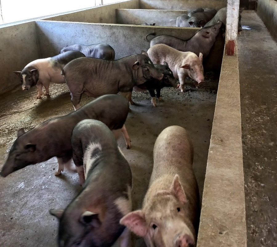 Đàn lợn của gia đình Sùng A Páo đã đem lại giá trị kinh tế cao. Đàn lợn của gia đình Sùng A Páo đã đem lại giá trị kinh tế cao.