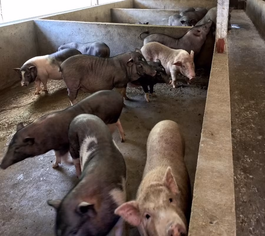 Đàn lợn của gia đình Sùng A Páo đã đem lại giá trị kinh tế cao.