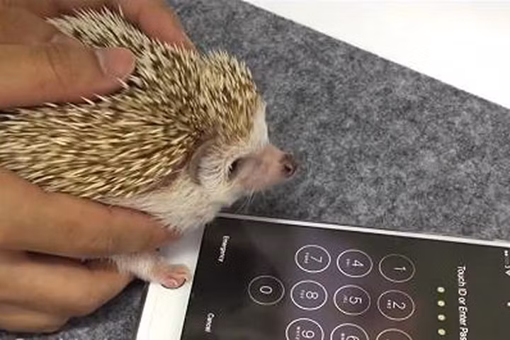 Chú nhím mở khóa iPhone theo phong cách "Like a boss"