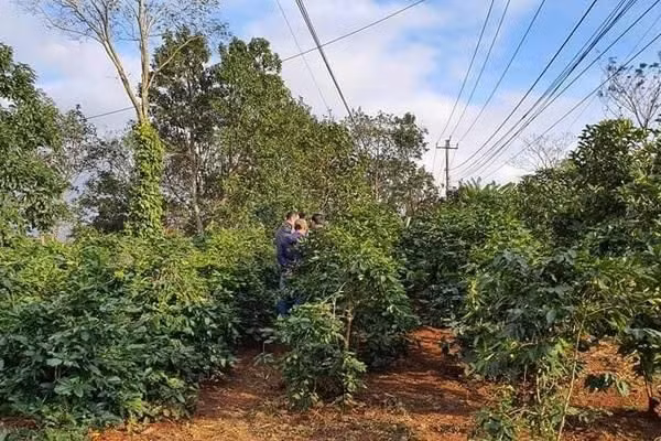 Vườn cà phê nơi hung thủ lẩn trốn và vứt hung khí gây án.