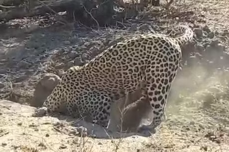 Clip dong vat dai chien an tuong nhat tuan: Ca sau giet bao, trau rung huc xuyen nguoi su tu - Anh 5