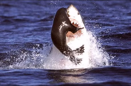 Clip dong vat dai chien an tuong nhat tuan: Ca sau giet bao, trau rung huc xuyen nguoi su tu - Anh 1