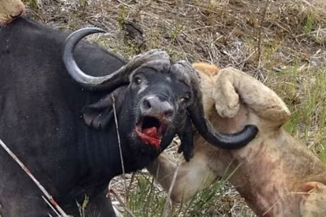 Clip dong vat dai chien an tuong nhat tuan: Ca sau giet bao, trau rung huc xuyen nguoi su tu - Anh 4