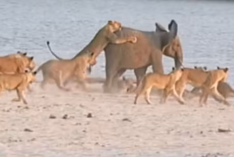 Clip dong vat dai chien an tuong nhat tuan: Ca sau giet bao, trau rung huc xuyen nguoi su tu - Anh 12