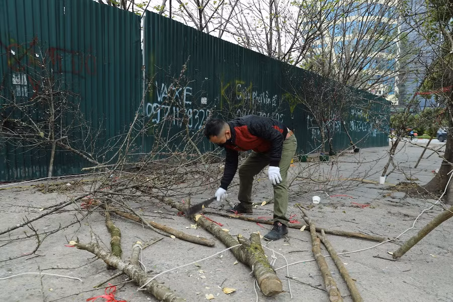 Bị ép giá, không có khách chiều cuối năm, tiểu thương chặt đào bỏ lên xe chở rác ảnh 1