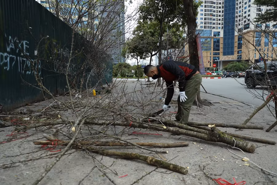 Những cành đào to, nhỏ đều bị chặt nhỏ ra do không có khách mua.
