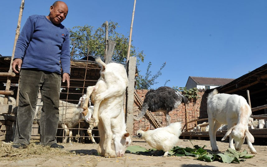This goat has been named Strong-willed Goat by its owner as it loves walking on its front legs. Chen Fuhai, the owner of the goat in Shijiazhuang, northern China’s Hebei Province, said when the goat was born, its two hind legs were tucked under its belly: It learnt to walk in only two to three days, with only its two front legs and in a upside down position. 