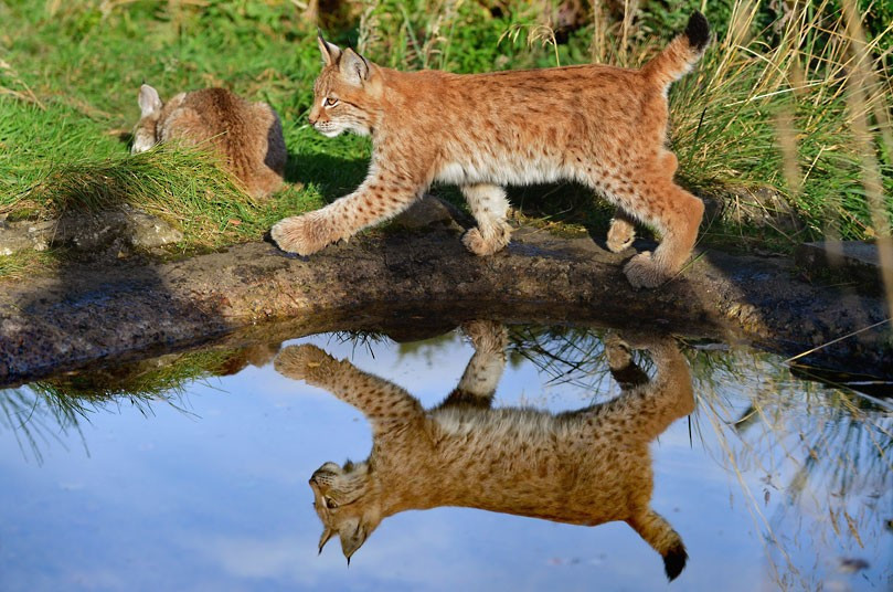 Northern Lynx kittens explore their enclosure at the Highland Wildlife park in Kingussie, Scotland