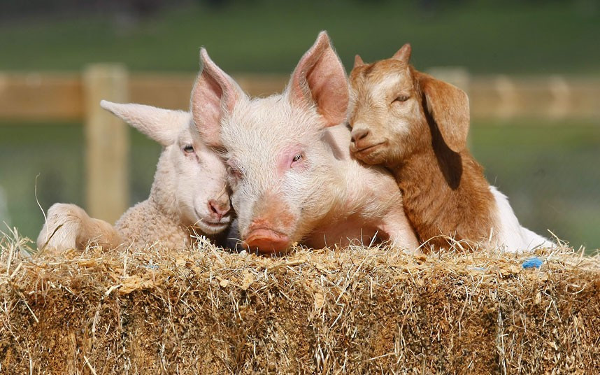Lizzie the lamb, Portia the piglet and Boots the goat snuggle up at Edgar’s Mission Farm Sanctuary near Kilmore, Victoria, Australia. Each was found abandoned and alone - Lizzie was just hours old when she was rescued from the side of a busy road. But the three are now thriving at Edgar’s Mission Farm Sanctuary in Kilmore, Australia.