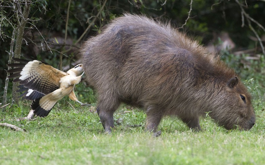 A bird eats insects from a capybara’s behind in Estancia Rincon del Socorro, Argentina. The rear end of the world’s largest rodent offered fine dining for this bug-eating bird, a yellow-headed caracara. And the capybara didn’t mind as the bird was removing pesky insects - probably ticks - from its fur. Photographer Nate Chappell captured the scene in Argentina’s Ibera Wetlands.