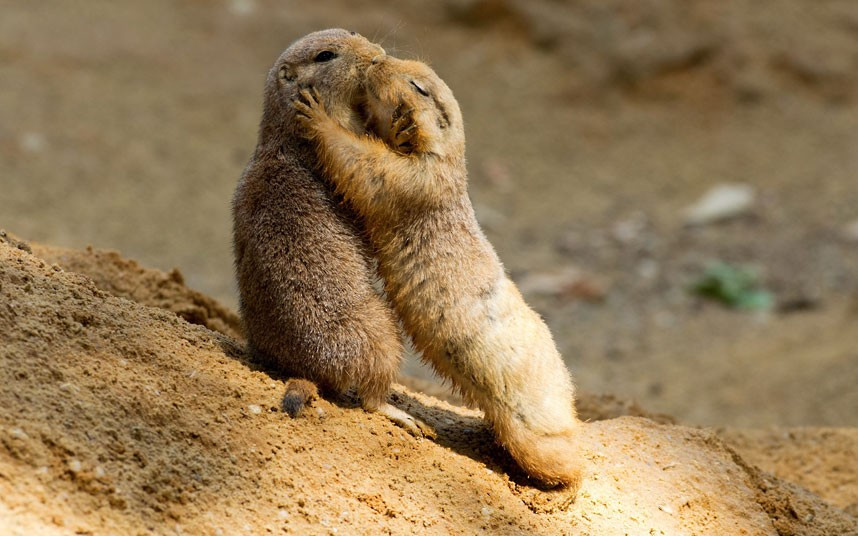 Two prairie dogs appear to have a kiss and cuddle as they enjoy a slow dance. The photograph was taken by Jan Pelcman at Prague Zoo in the Czech Republic. 