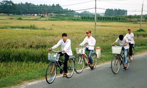 Cánh đồng này sẵn sàng cho gặt hái mùa vàng. Ảnh, gdtd.vn