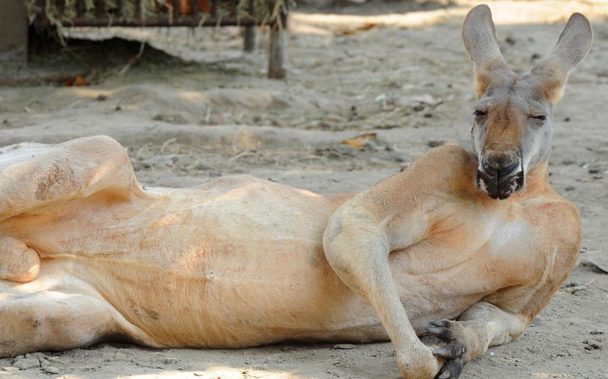 This very relaxed kangaroo was snapped taking it easy at Suzhou Zoo in China’s Jiangsu Province. The creature appeared the picture of ease as it lolled around on the ground propped up on its side.
