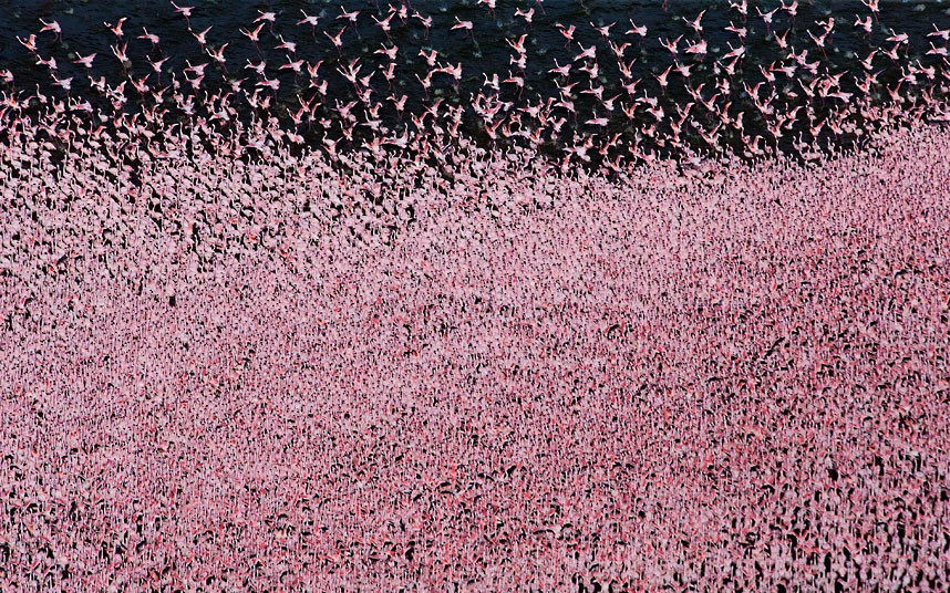 Flocks of flamingos cover Lake Bogoria in Kenya. An estimated one and a half million lesser flamingos pack into the lake. The colourful creatures - normally more dispersed across the region - arrive in huge numbers to gorge on cyanobacteria. The spectacular scene was captured by wildlife photographer Martin Harvey, 57, who spent two weeks among the birds.