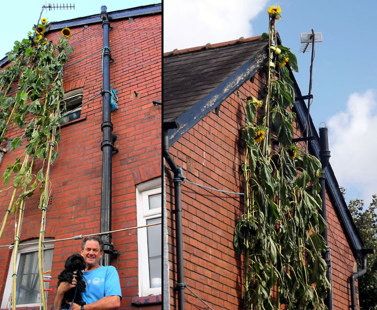 Những hình ảnh ấn tượng trong tuần ảnh 7 Gardener Richard Hope has grown Britain’s tallest ever sunflower, measuring 26ft tall. He has battled driving rain and early frosts to grow the giant flower - which stands at over two storeys high - on the side of his terraced home in Wigan, Lancashire. And even as winter begins to set in, the towering sunflower is still growing. It is currently an agonising four inches off the world record (26 ft 4in), set by German Hans-Peter Schiffer in 2009.