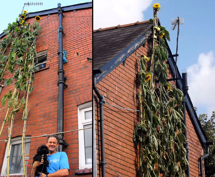 Gardener Richard Hope has grown Britain’s tallest ever sunflower, measuring 26ft tall. He has battled driving rain and early frosts to grow the giant flower - which stands at over two storeys high - on the side of his terraced home in Wigan, Lancashire. And even as winter begins to set in, the towering sunflower is still growing. It is currently an agonising four inches off the world record (26 ft 4in), set by German Hans-Peter Schiffer in 2009.